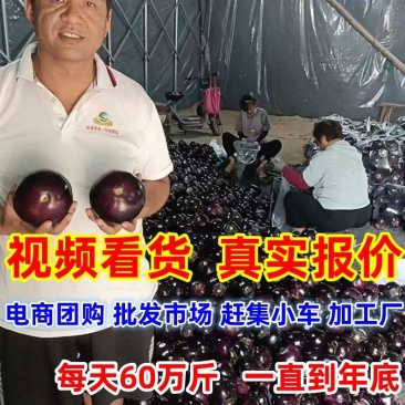【上货快，量很大】紫光圆茄子，供食堂，加工厂社区电商赶集