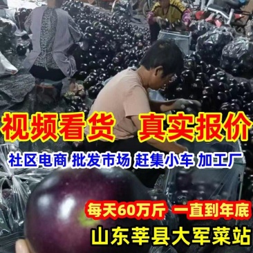 山东莘县紫光圆茄子【一直到年底】电商赶集加工厂，快电我！
