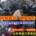 山东莘县紫光圆茄子【一直到年底】电商赶集加工厂，快电我！