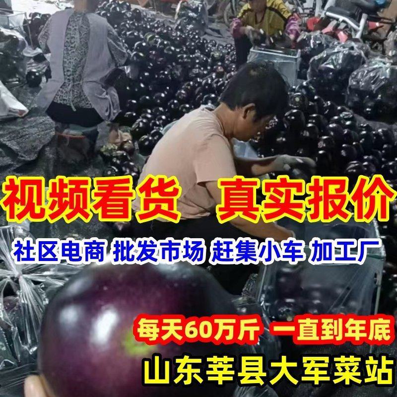 山东莘县紫光圆茄子【一直到年底】电商赶集加工厂，快电我！