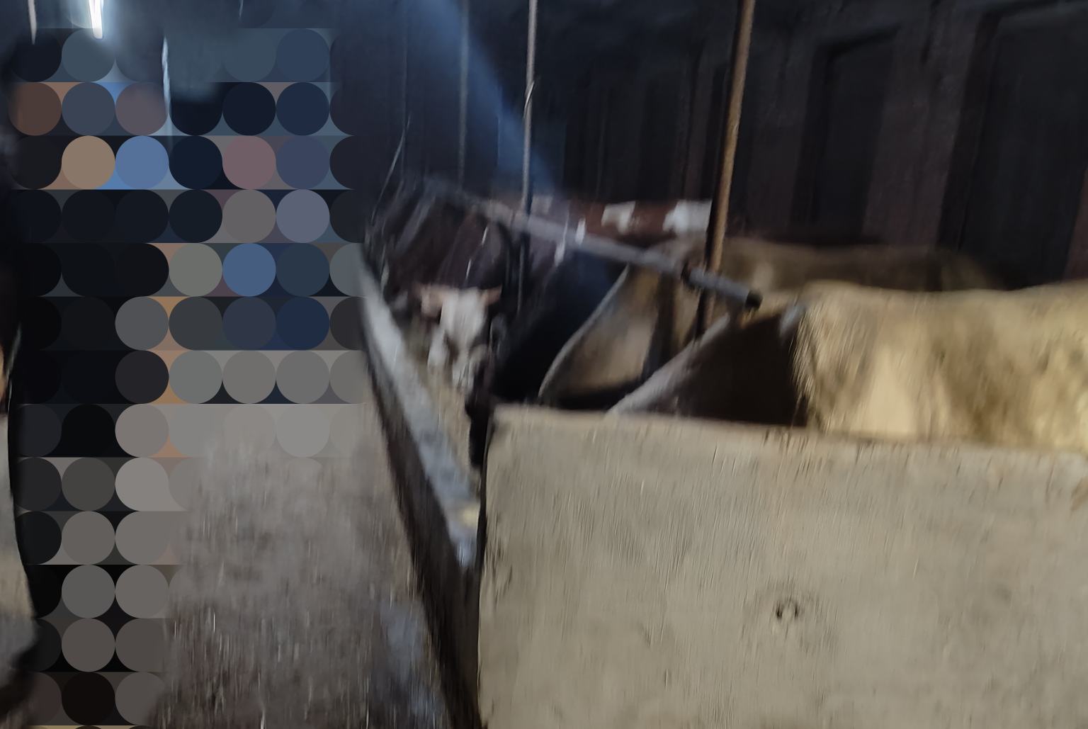 一头西门塔尔母牛正在分娩,后腿分开站立,已有羊水流出,技术人员蹲在一旁准备接生,另一名助手记录时间,产房整洁明亮,配备保温灯 西门塔尔牛分娩过程示意图