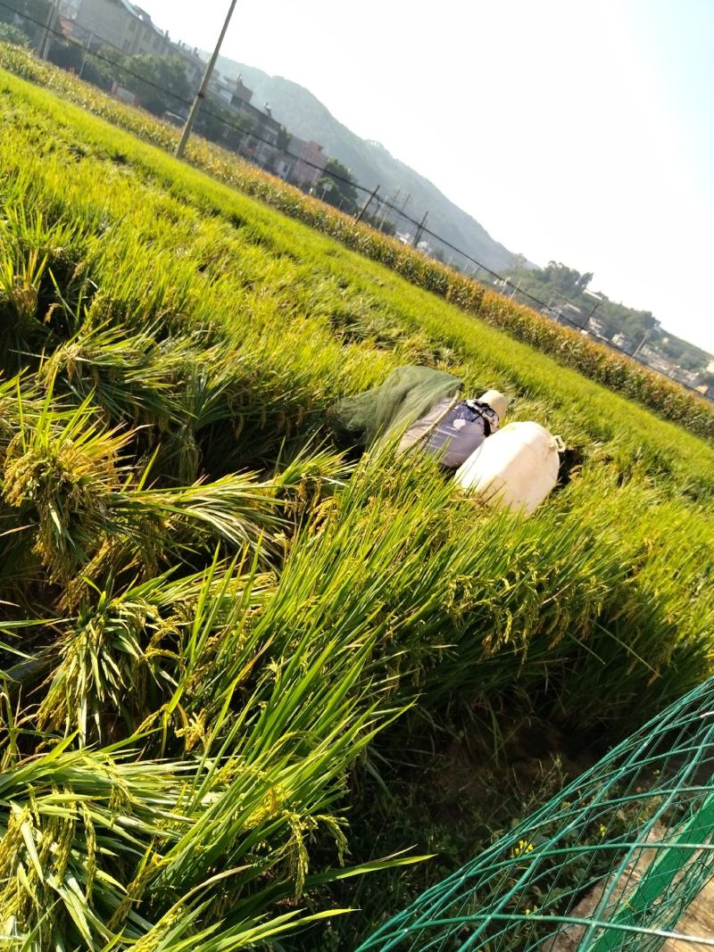 沙营村七彩水稻谷花鱼