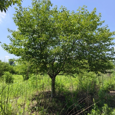 樱花（早樱）品种纯正先开花后长叶价格可谈