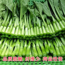 精品北京菜心菜苔货源充足保质保量对接批发市场电商等