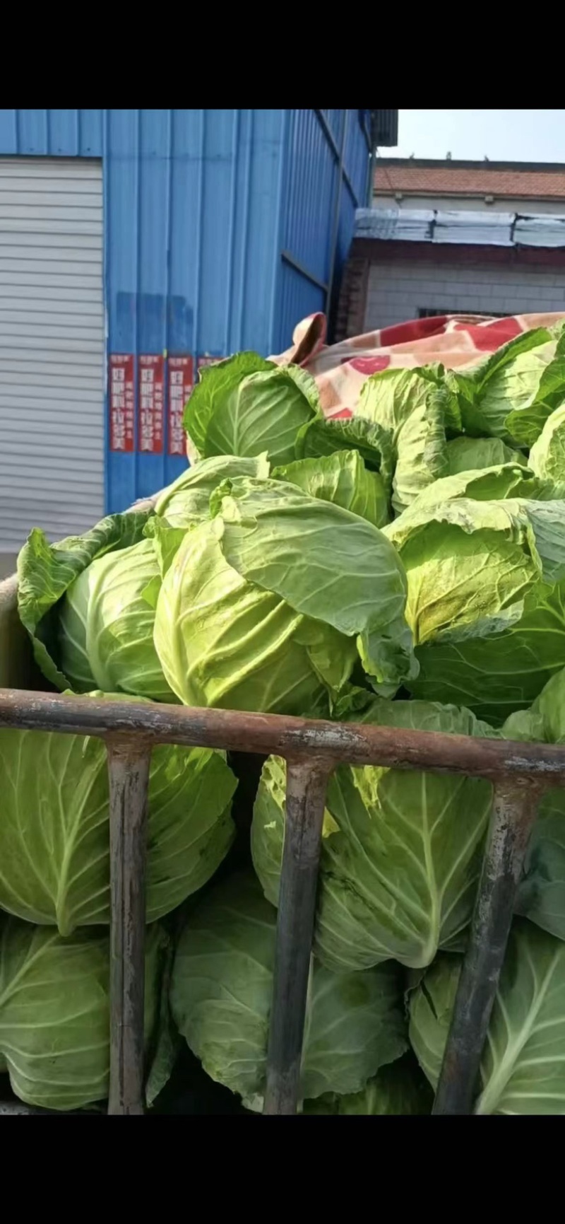 新鲜甘蓝大量上市，河南产地一手货源对接全国客商