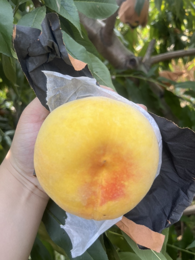 黄金蜜桃我们有五百多亩均可上市有需要的联系我