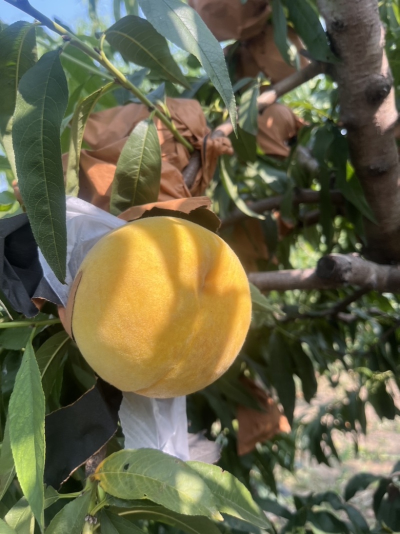 黄金蜜桃我们有五百多亩均可上市有需要的联系我