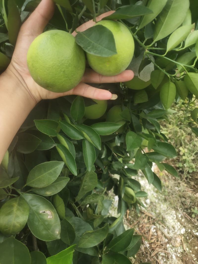 冰糖橙
