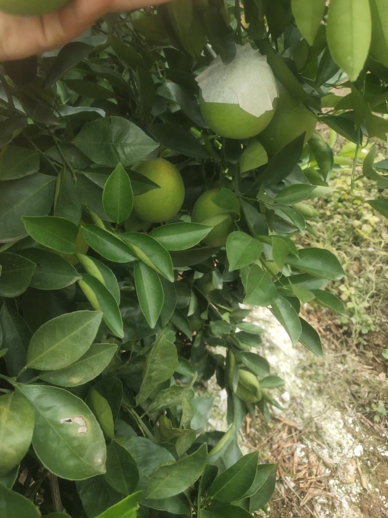 冰糖橙
