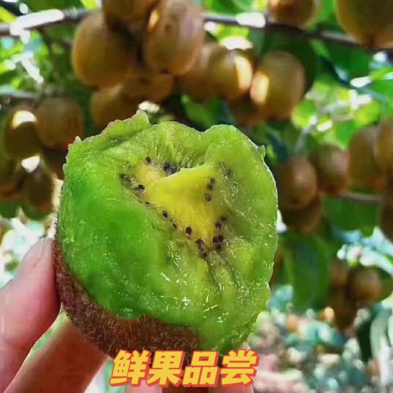 猕猴桃大量供应香甜多汁产地现摘现发价格便宜