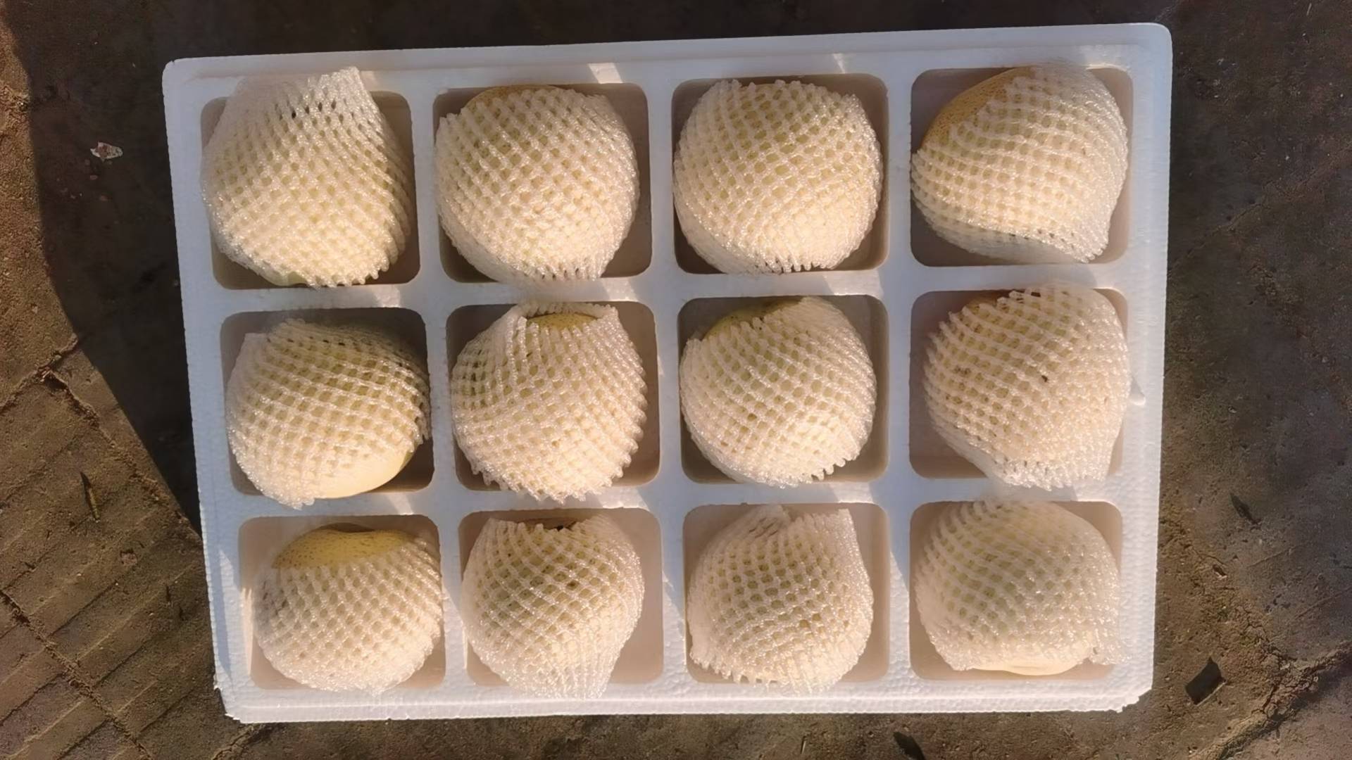 中国主要梨品种产地分布地图