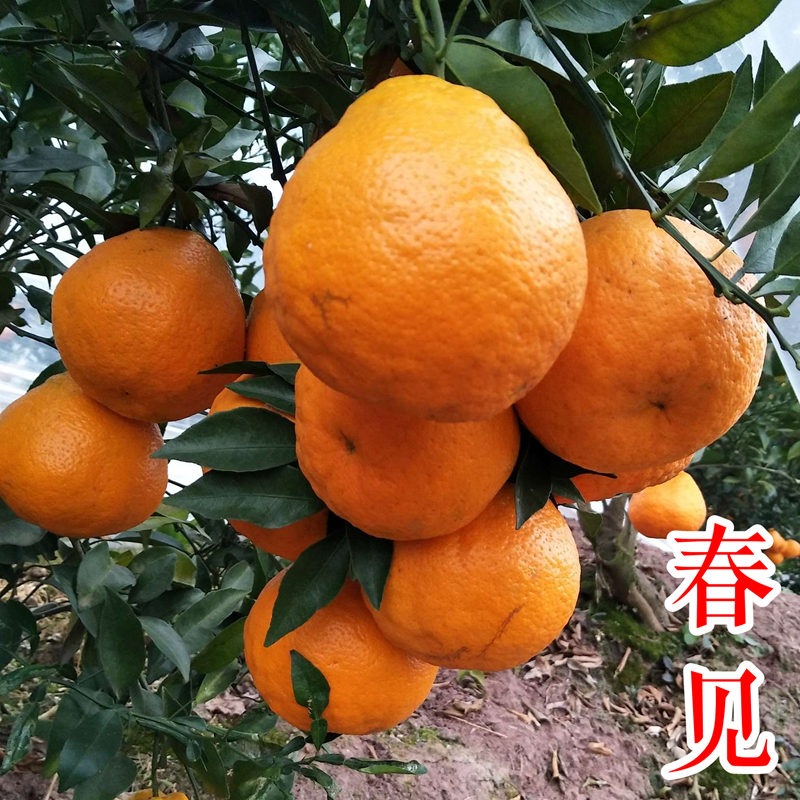四川春见耙耙柑，皮薄多汁，产地直发，大量供应