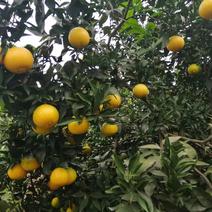 精品爱媛橙，大量供应，产地直发，欢迎采购