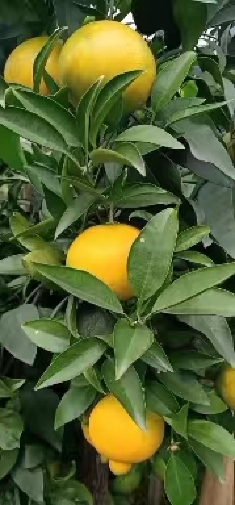 精品爱媛橙，大量供应，产地直发，欢迎采购