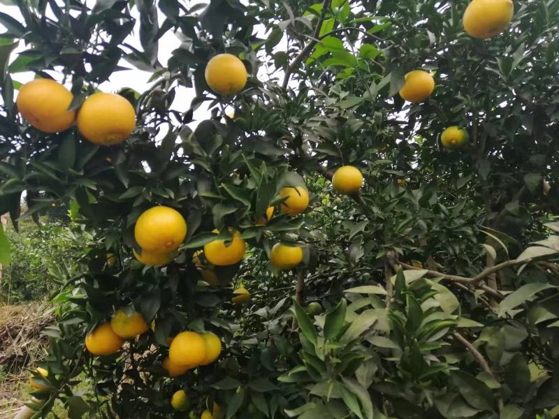精品爱媛橙，大量供应，产地直发，欢迎采购
