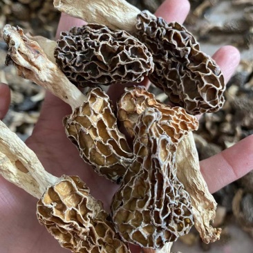 高海拔野生羊肚菌，1斤也是批发价