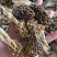 高海拔野生羊肚菌，1斤也是批发价