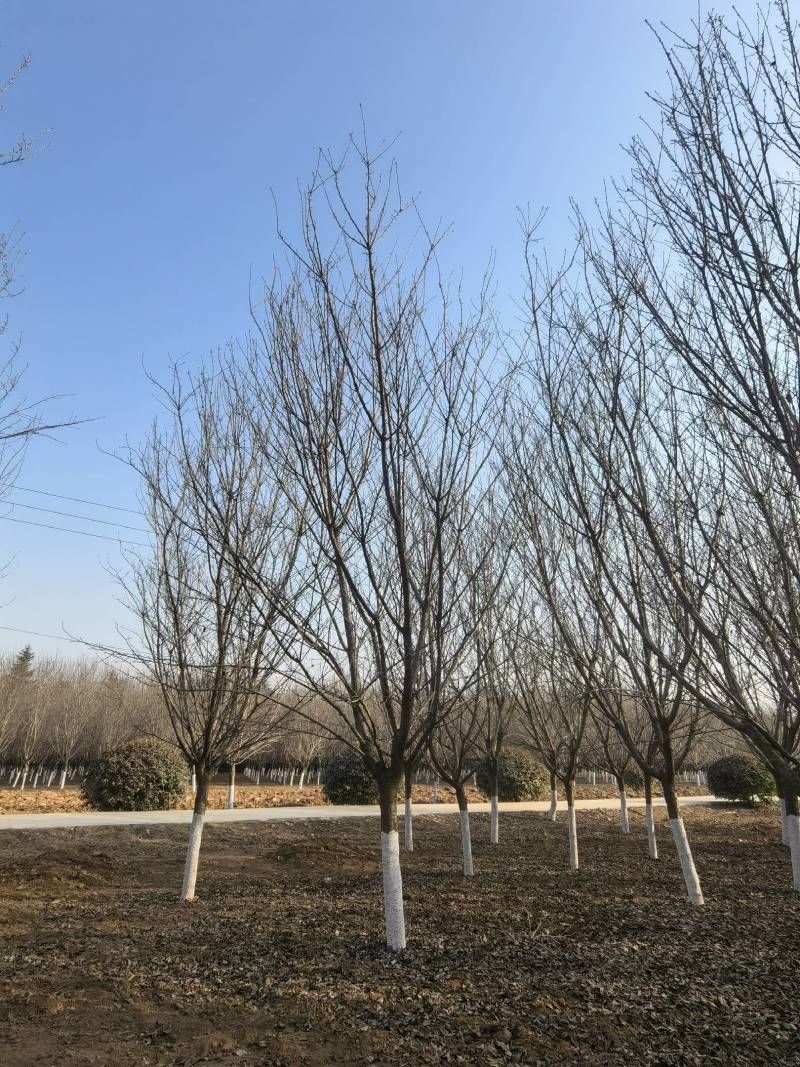 14公分晚樱樱花树15公分晚樱出售樱花树
