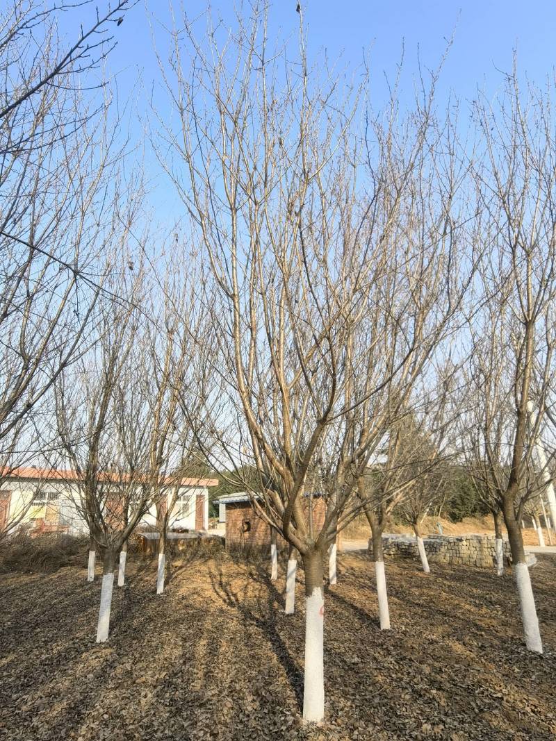 14公分晚樱樱花树15公分晚樱出售樱花树