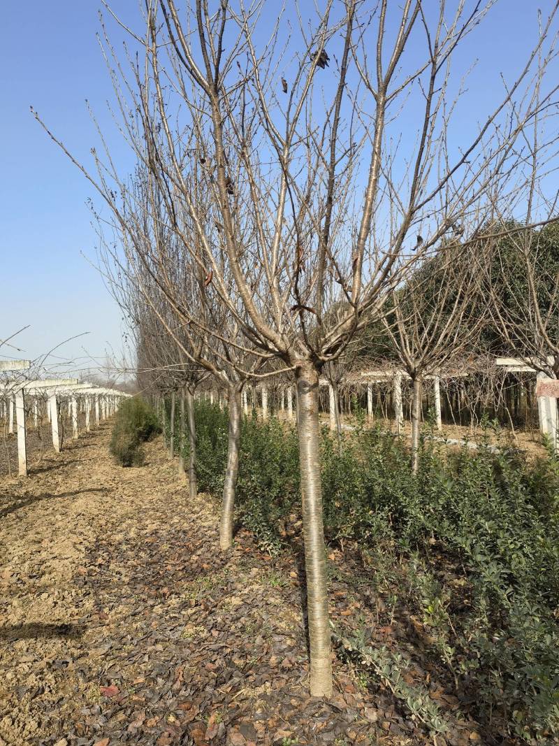 14公分晚樱樱花树15公分晚樱出售樱花树