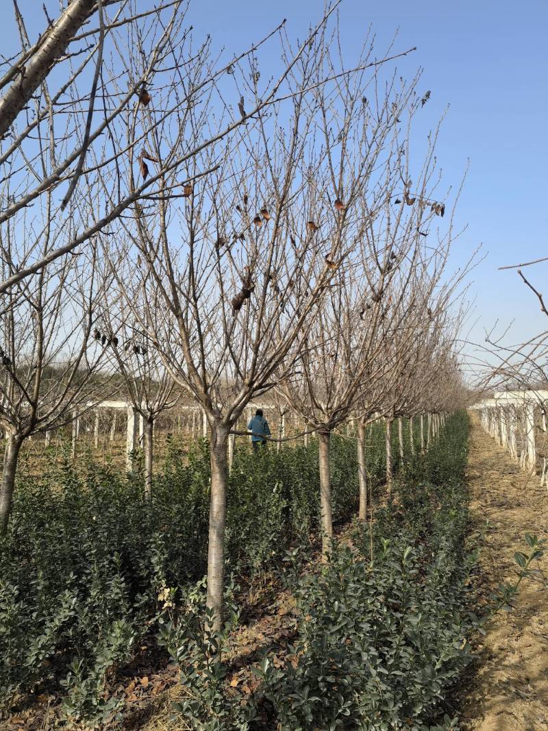 14公分晚樱樱花树15公分晚樱出售樱花树