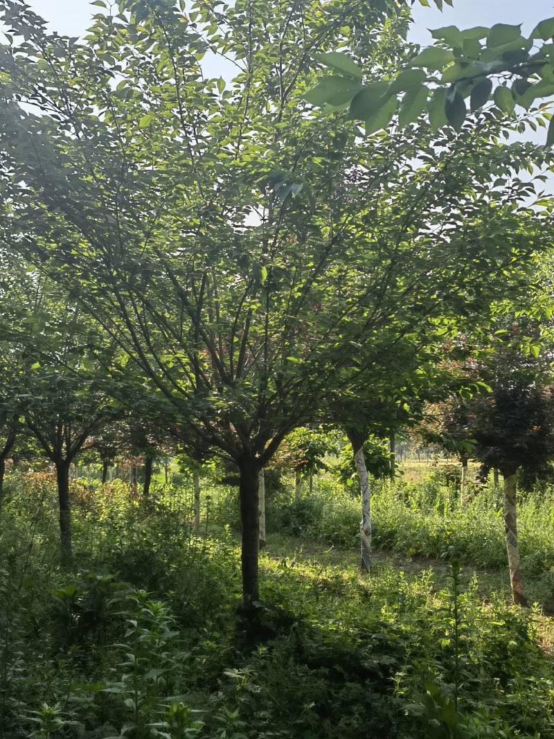 14公分晚樱樱花树15公分晚樱出售樱花树