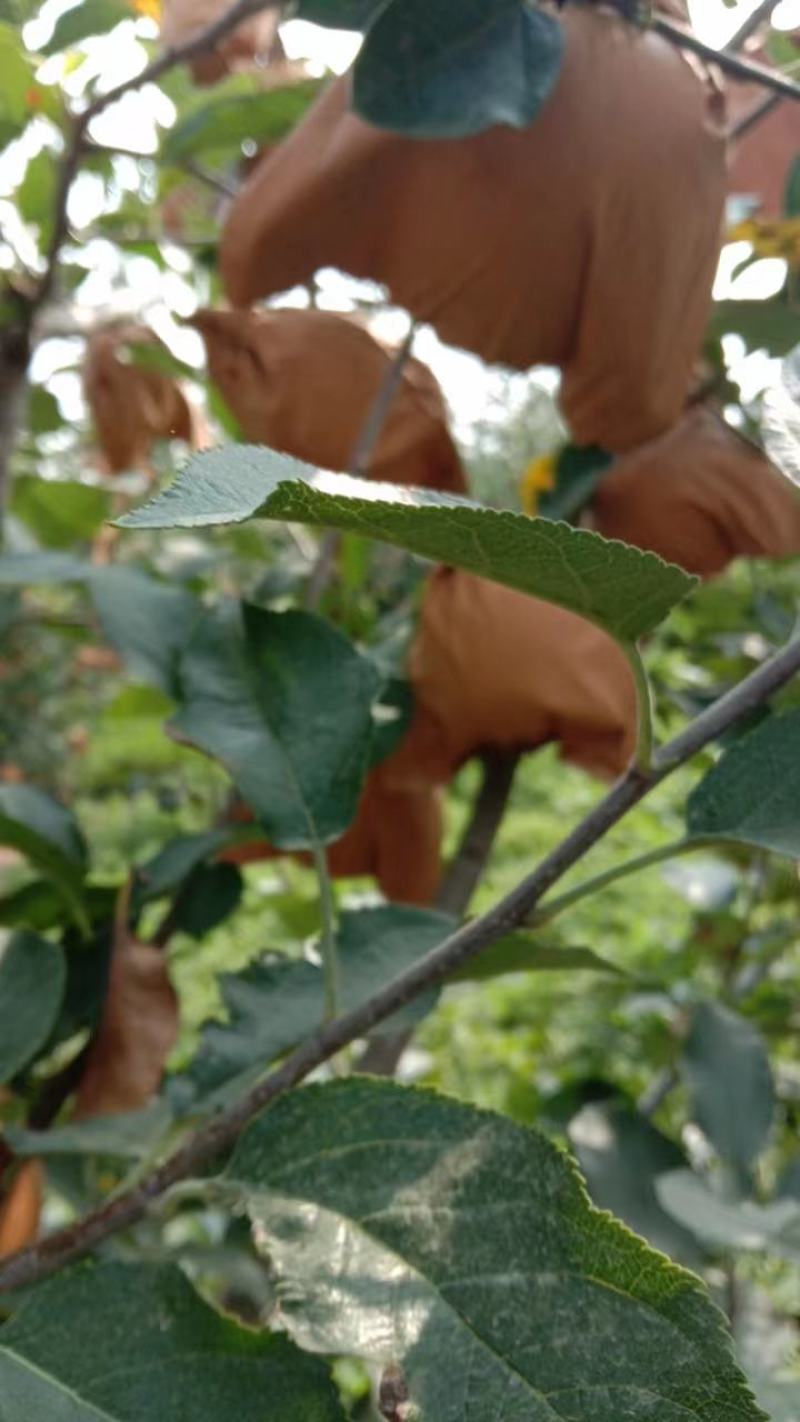 绥中苹果黄元帅苹果产地直发货源充足代发全国