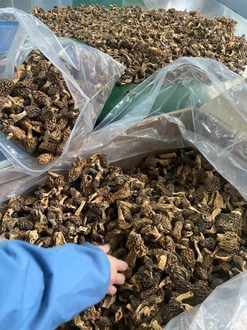 高海拔野生羊肚菌，1斤也是批发价