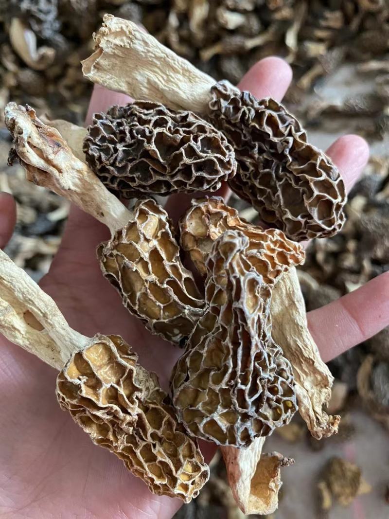 高海拔野生羊肚菌，1斤也是批发价