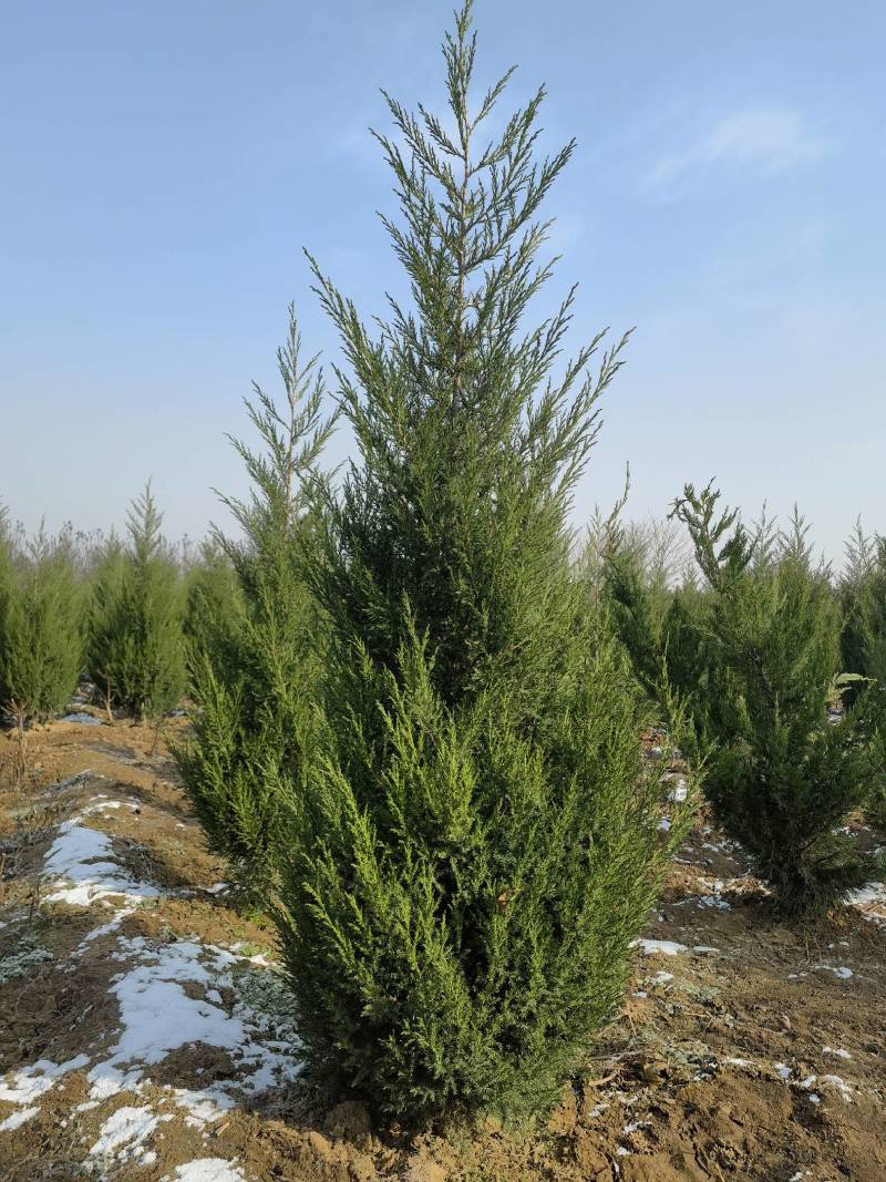 塔柏出售1-5米塔柏2米塔柏1.8米塔柏低价出售