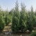 塔柏出售1-5米塔柏2米塔柏1.8米塔柏低价出售
