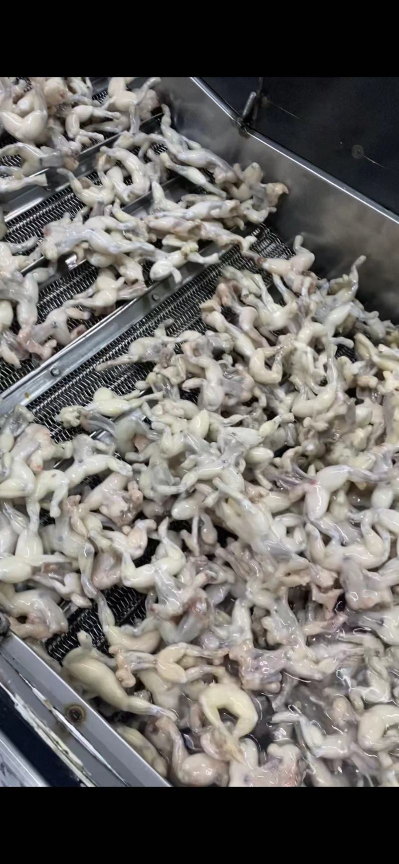 牛蛙肉活杀整只牛蛙，单冻美蛙整只，大中小规格都有