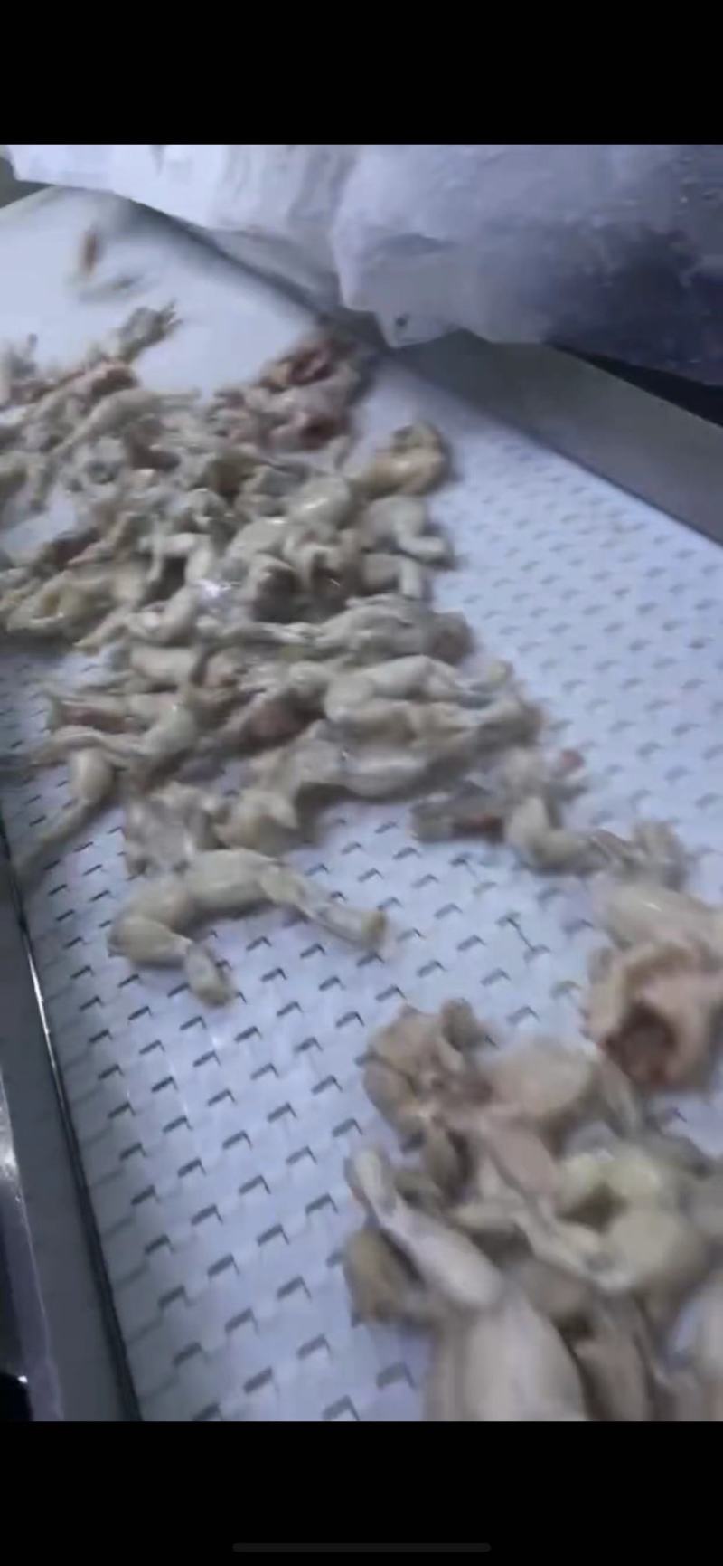 牛蛙肉活杀整只牛蛙，单冻美蛙整只，大中小规格都有