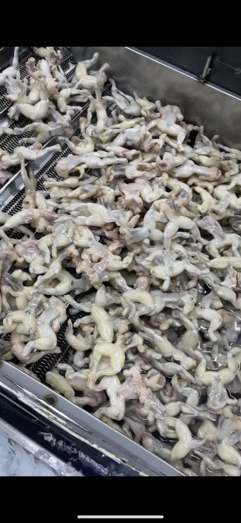 牛蛙肉活杀整只牛蛙，单冻美蛙整只，大中小规格都有