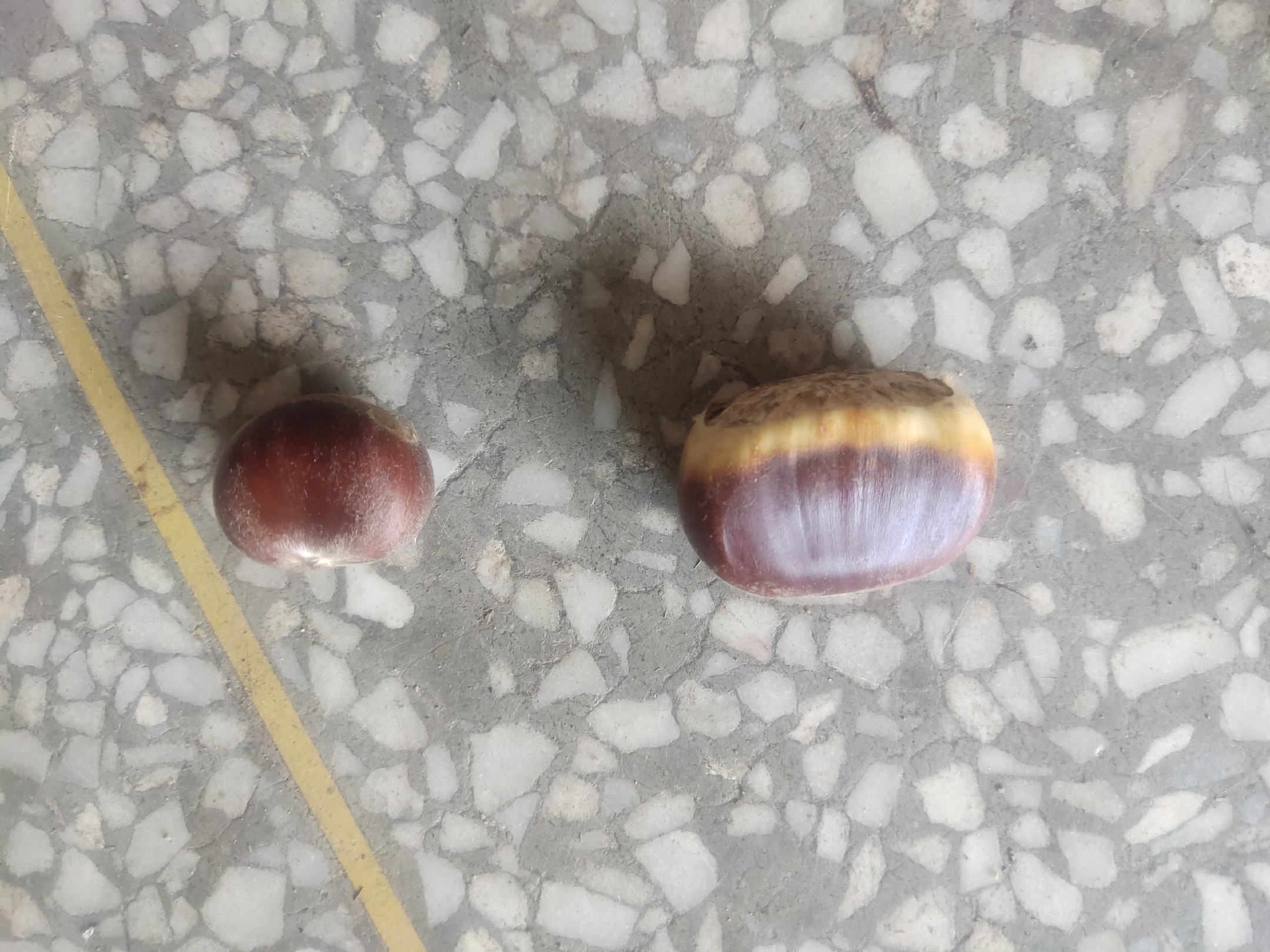 栗子落地后的自然场景