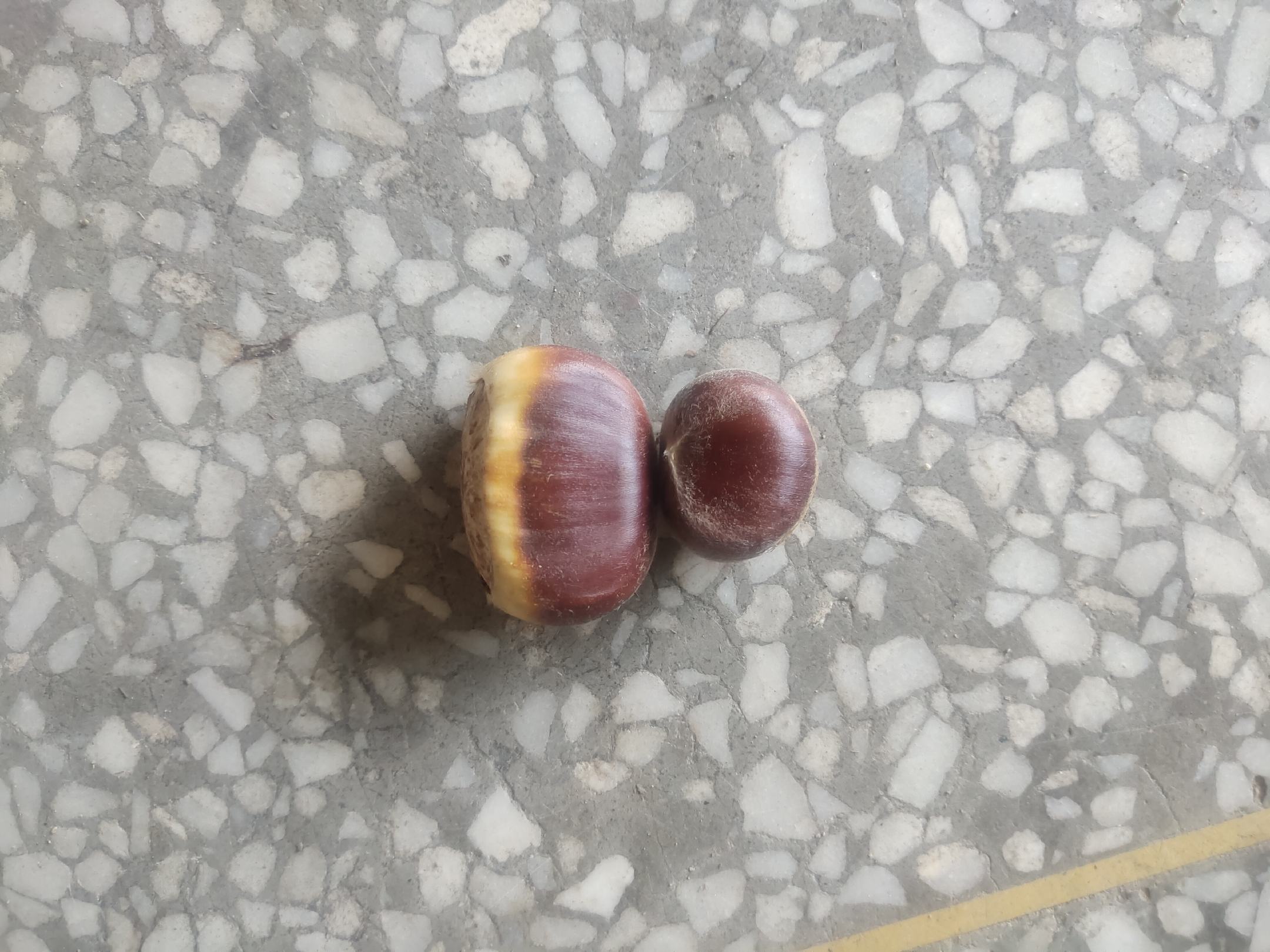 板栗切开对比图