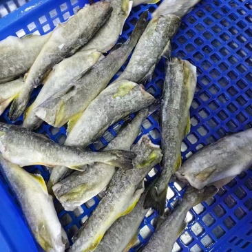 黄金鳕鱼，三去，价格便宜，品质保证，价格便宜，货源充足