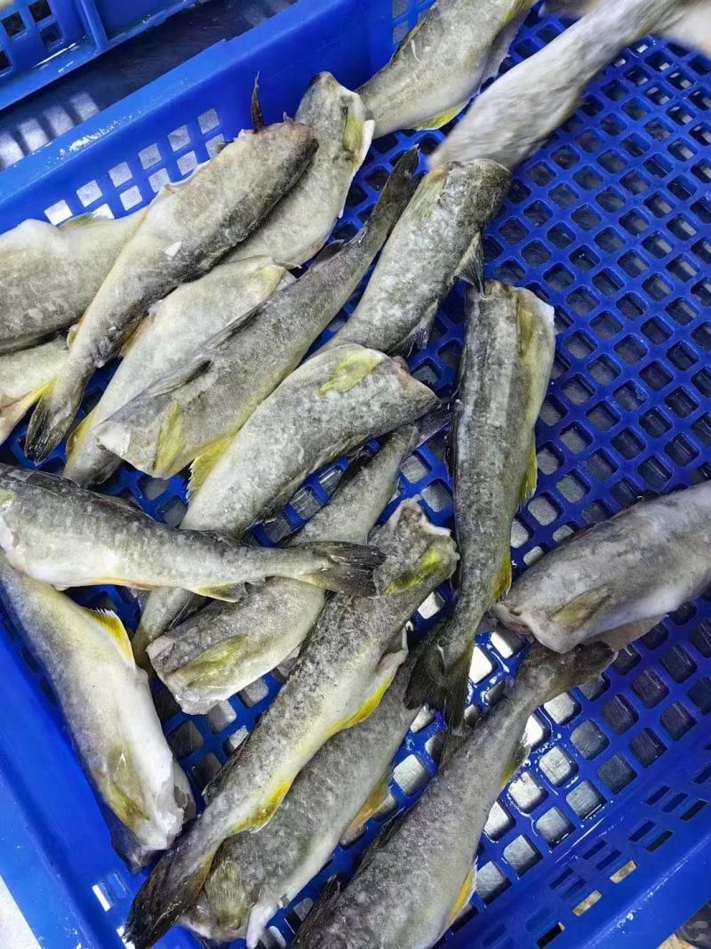 黄金鳕鱼，三去，价格便宜，品质保证，价格便宜，货源充足