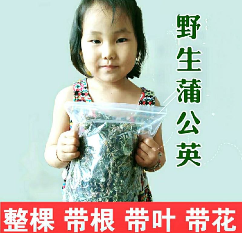 蒲公英道地中药材整棵蒲公英带花带根叶蒲公英养生茶