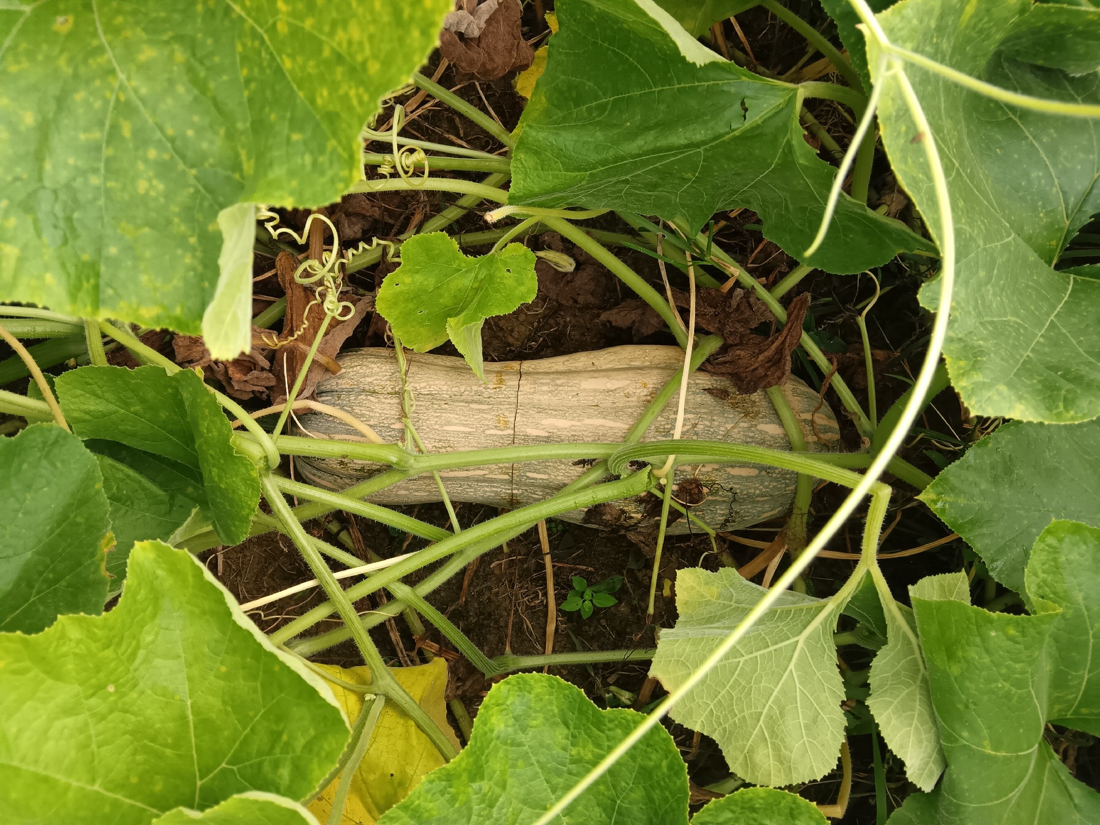 蜜本南瓜整枝前植株状态,展示藤蔓生长茂密,未整枝前的自然状态 蜜本南瓜整枝前植株状态