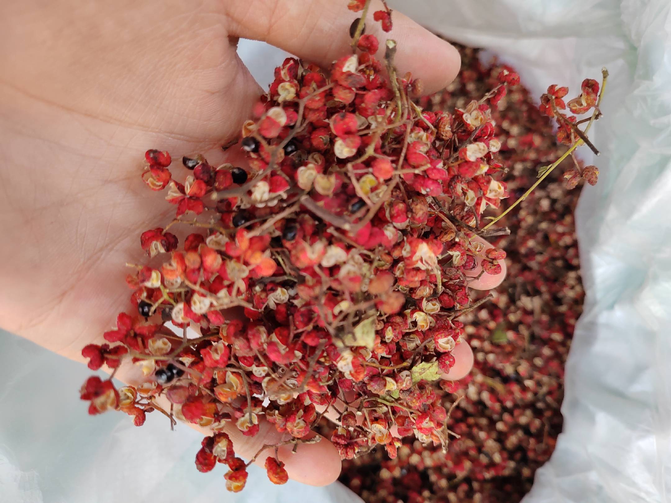 红色尖椒清洗与去籽步骤