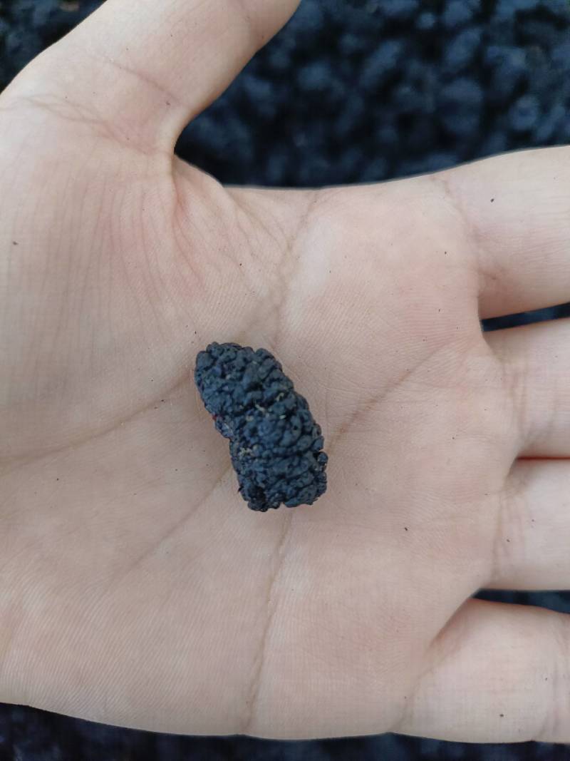 桑葚子，桑葚干，药食两用，干净无杂志，新货，产地一手货源