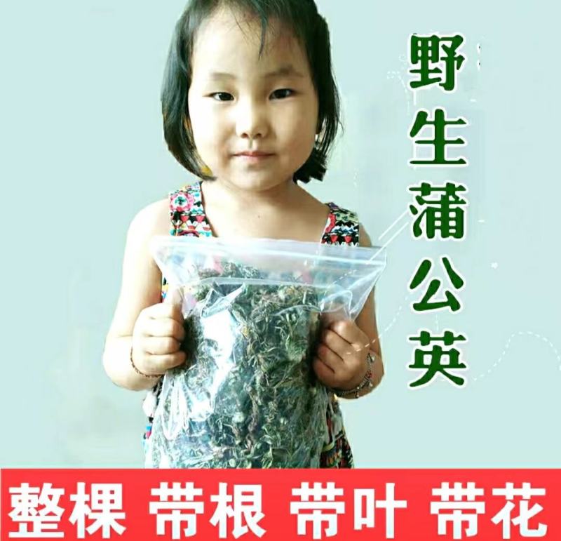 蒲公英道地中药材整棵蒲公英带花带根带叶泡水泡茶包邮