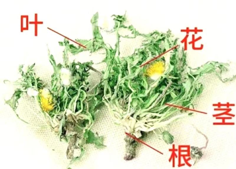 蒲公英道地中药材整棵蒲公英带花带根带叶泡水泡茶包邮