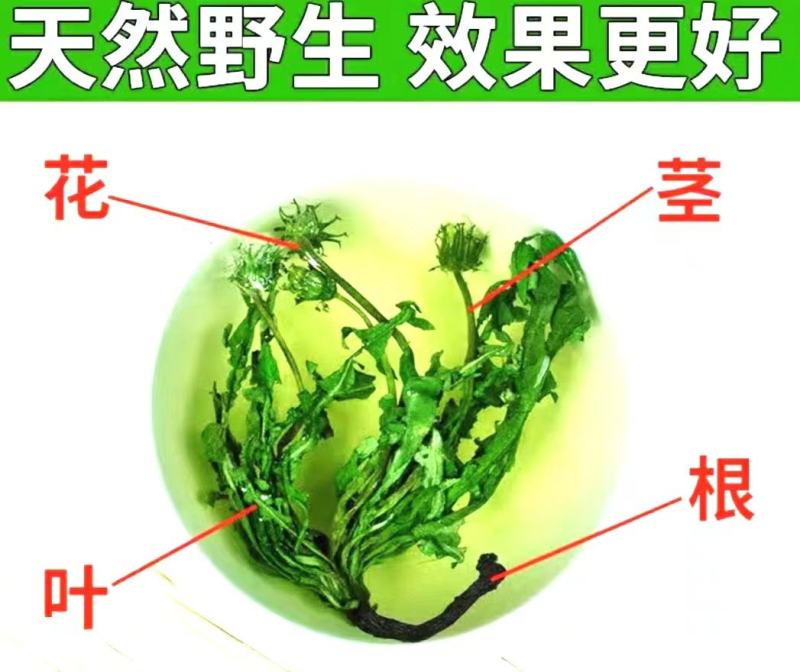 蒲公英道地中药材整棵蒲公英带花带根带叶泡水泡茶包邮