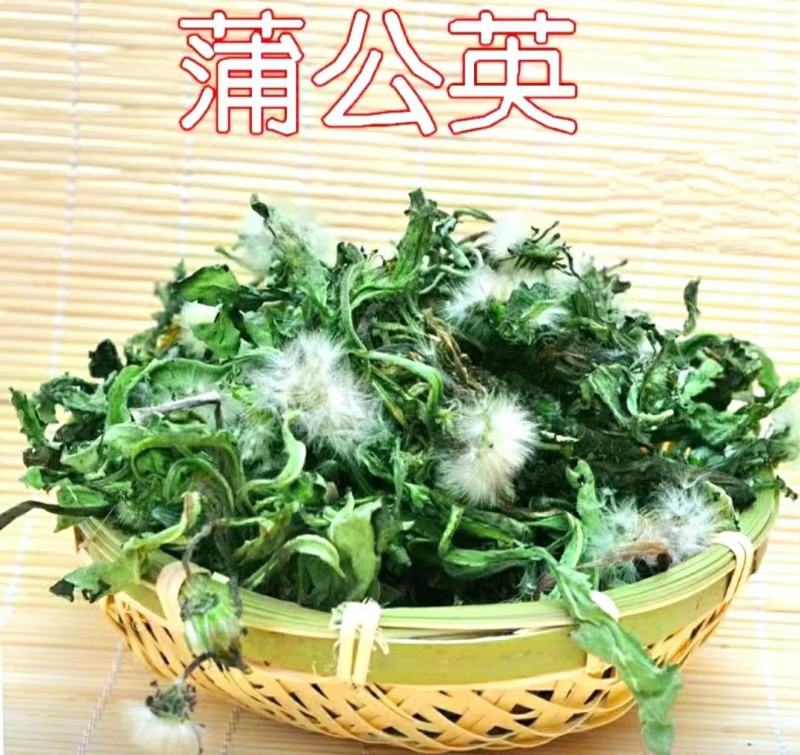 蒲公英道地中药材整棵蒲公英带花带根带叶泡水泡茶包邮