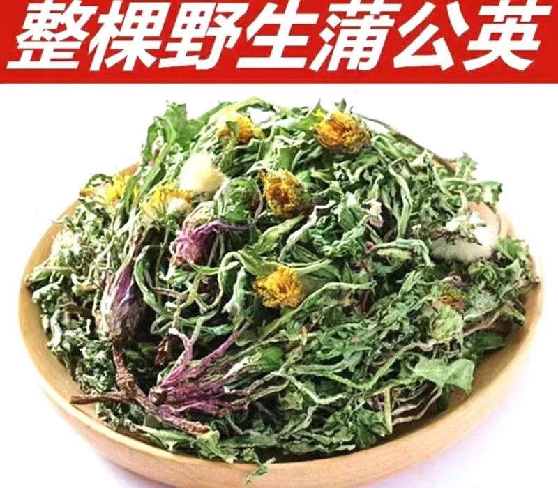 蒲公英道地中药材整棵蒲公英带花带根带叶泡水泡茶包邮