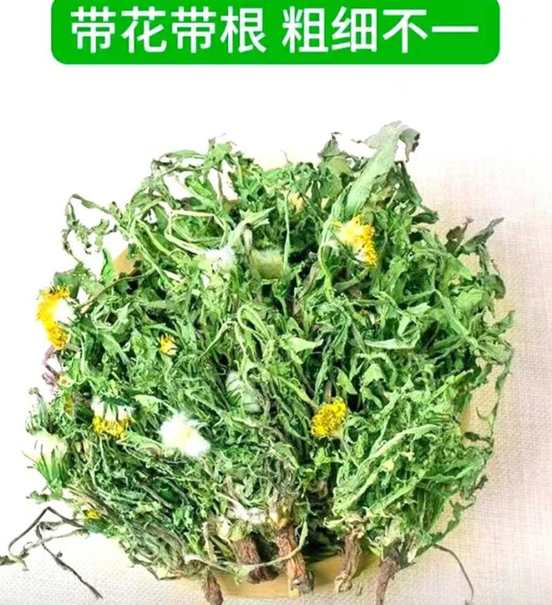 蒲公英道地中药材整棵蒲公英带花带根带叶泡水泡茶包邮