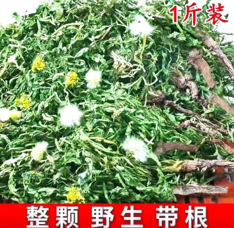 蒲公英道地中药材整棵蒲公英带花带根带叶泡水泡茶包邮
