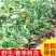 蒲公英道地中药材整棵蒲公英带花带根带叶泡水泡茶包邮